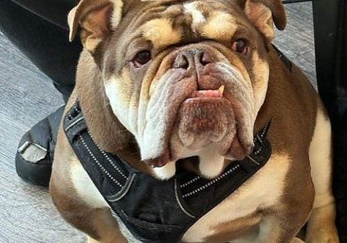 BulldogPic